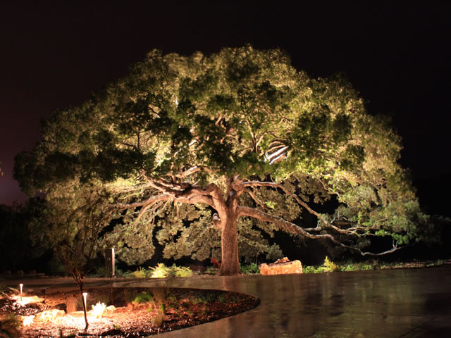 Baylites - outdoor landscape lighting - tree up lighting